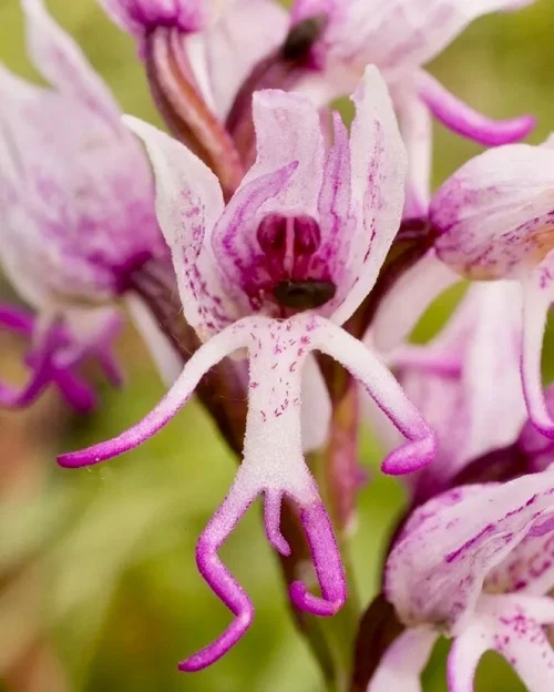 14 Adult Plants That Look Like They Come Straight Out – American News